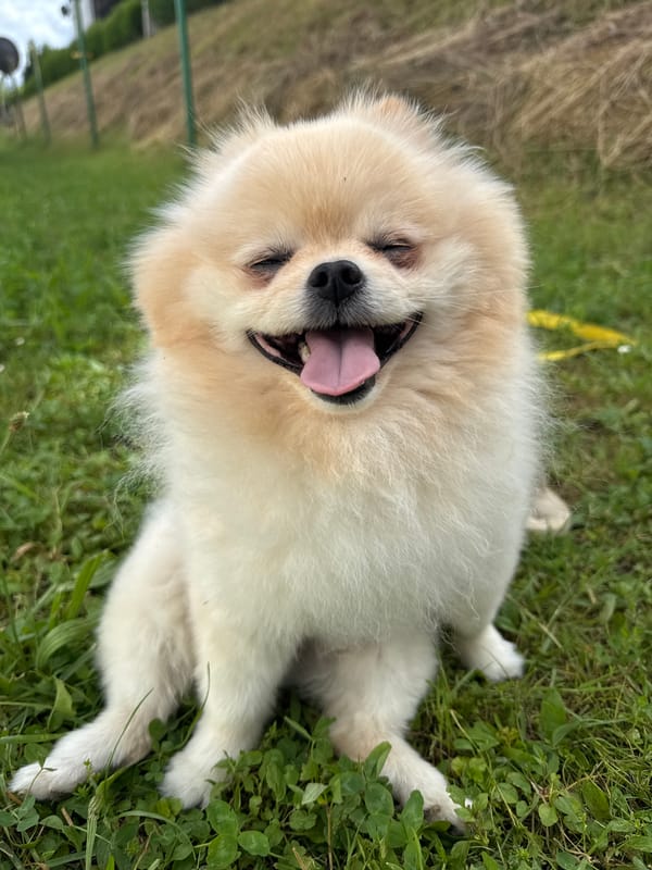 Fluffy dog enjoys relaxed moment on grass in German town