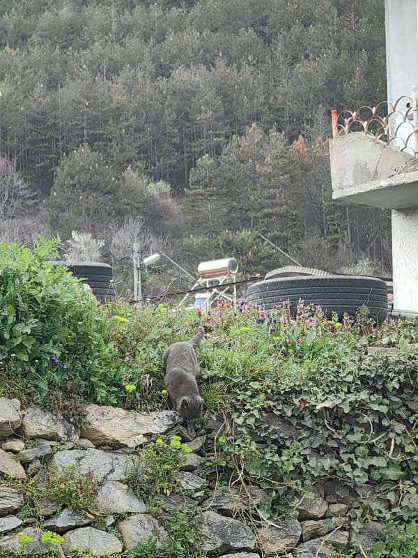 Cat climbs ivy-covered stone wall in Karlovo, Bulgaria