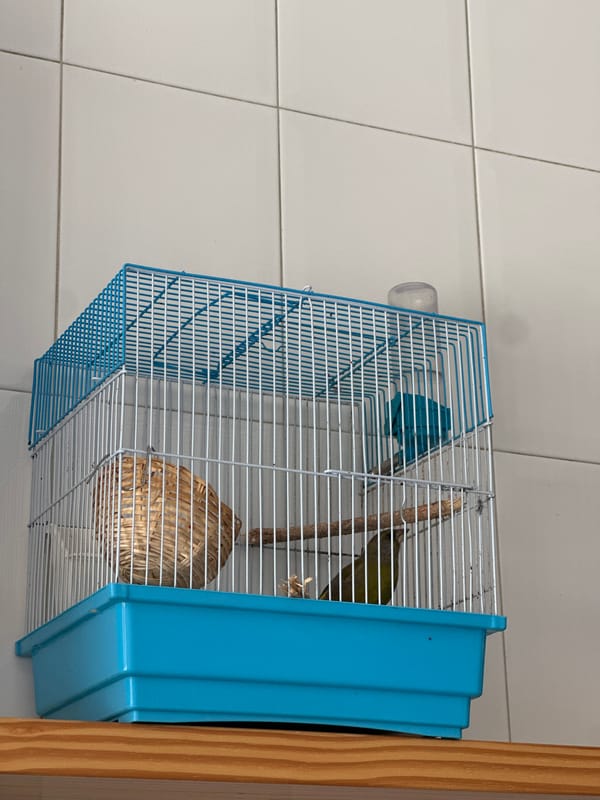 Domestic moments documented in Gijón: bird, eggs, cat message