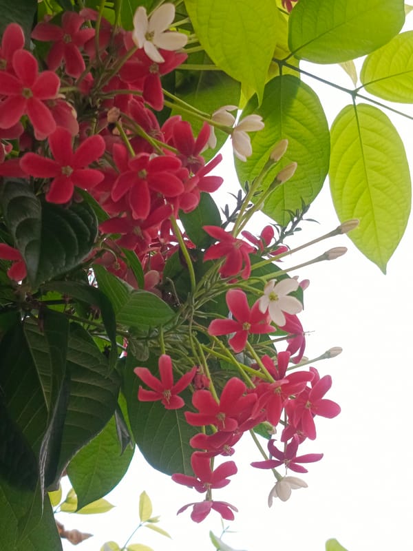 Casual photography documents urban nature in Tinaco, Venezuela