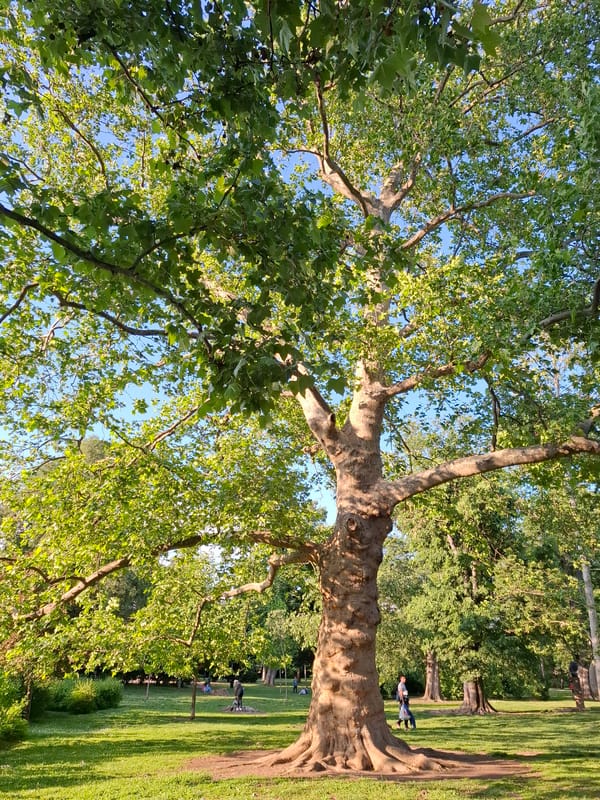 Afternoon tree photography session documented in Novi Sad park