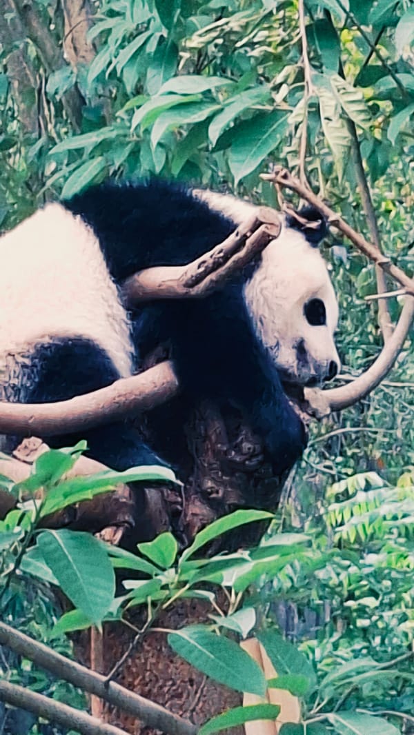 Giant pandas spotted resting in trees in Chenghua District
