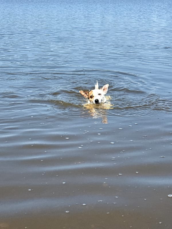 Small dog swimming near the Lysva shoreline