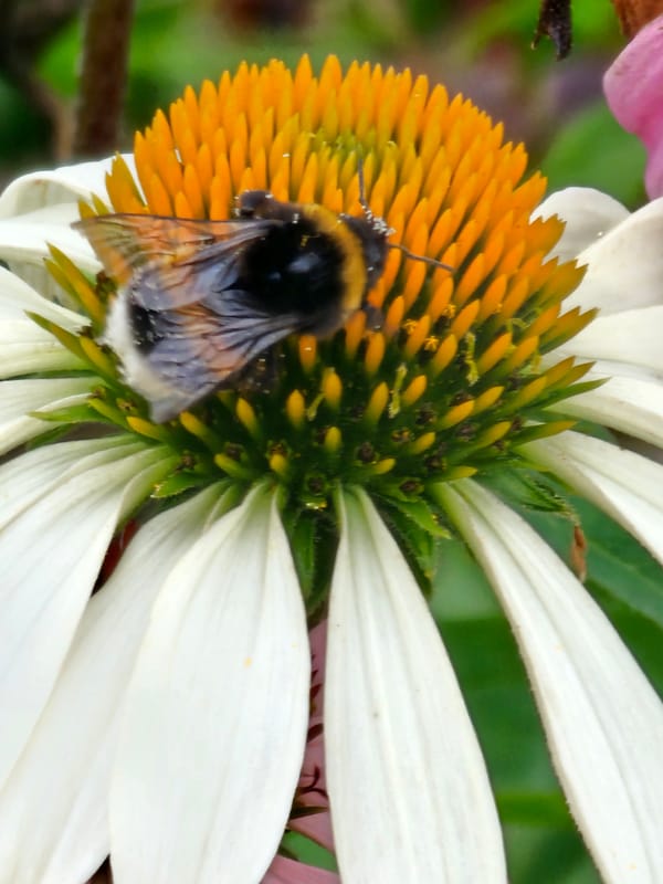Bumblebees forage through a flowering Moscow park in summer