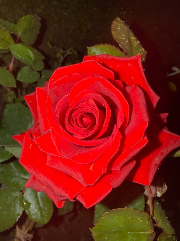 Evening street life and urban scenes documented in Alanya