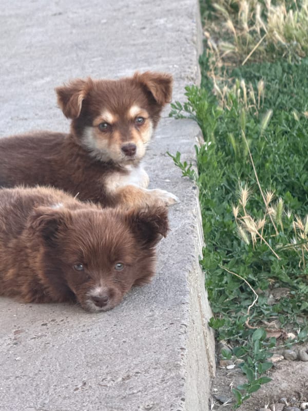 Pets, wildflowers, and a summer sunset in rural Moldova