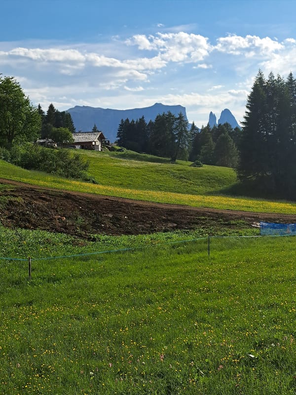 Alpine meadows, wildflowers, and cabins on a clear summer afternoon