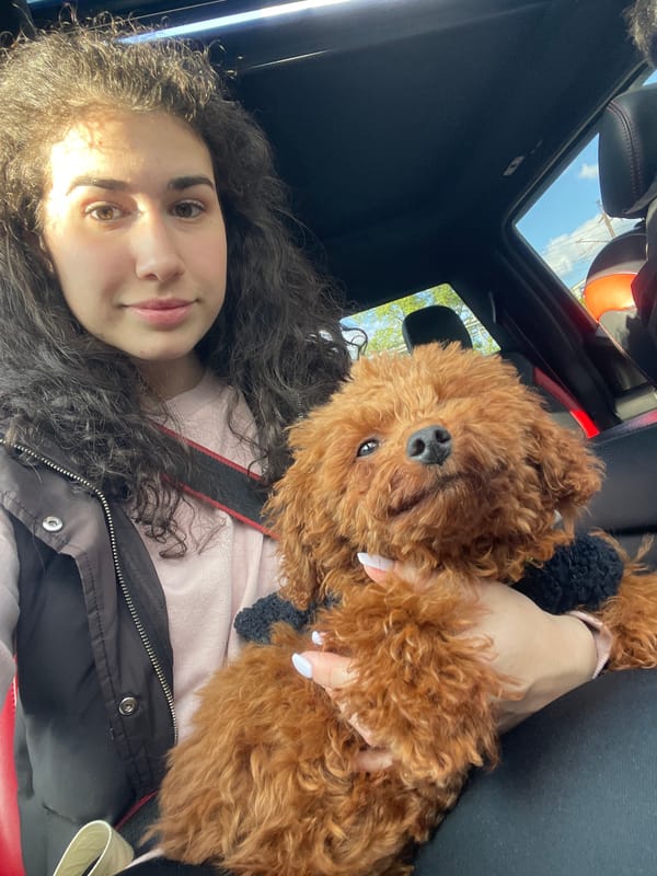 Woman holds poodle in car with sunroof in Busmantsi