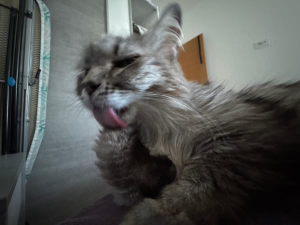 Cats documented grooming and yawning in coordinated observations