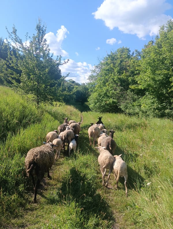 Sheep flock grazing and roaming across open pastoral land