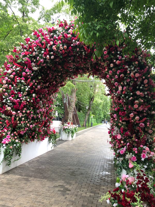 Rose archway blooms in Moscow park walkway