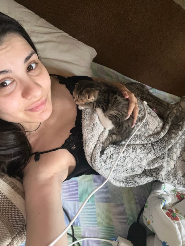 Tiny tabby kitten naps on a grey blanket