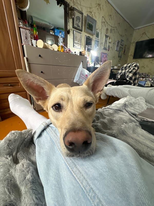 Dog owner documents quiet afternoon moments with pet in Stavropol