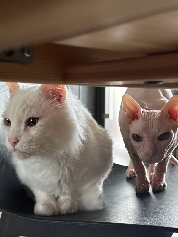 Cats play indoors during rainstorm in Krasnoyarsk, Russia