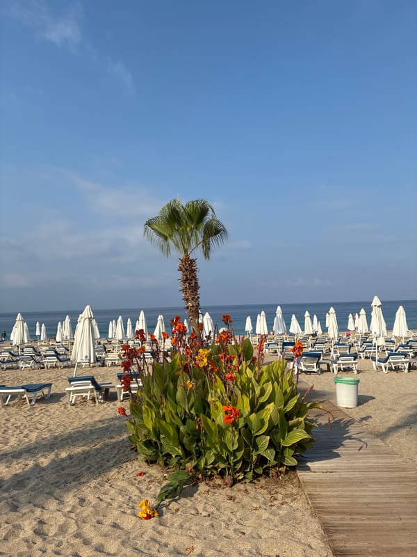 Alanya beach at dawn, empty chairs and a roaming cat