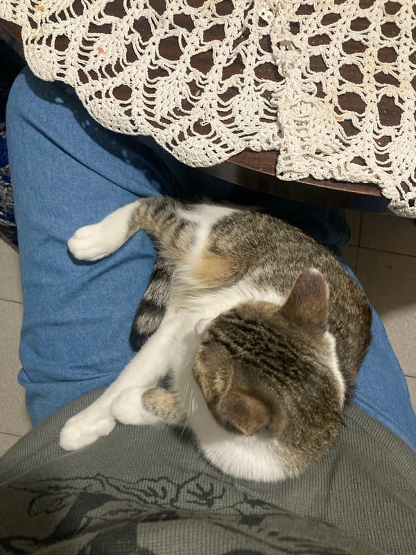 Late-night domestic moment with cat captured in Buenos Aires