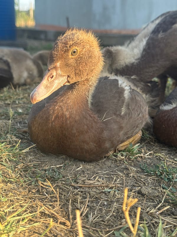 Ducklings, a hen, and a quiet afternoon on a small farm