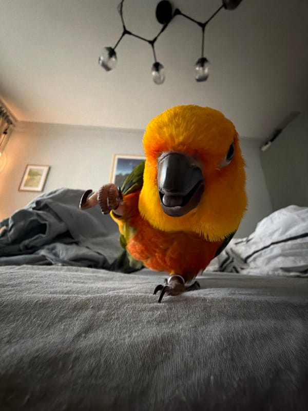 Valentine's Day morning with pet parrot in decorated Moscow home