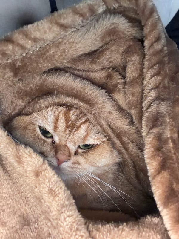 Orange tabby cat spotted resting in blanket, Đà Nẵng
