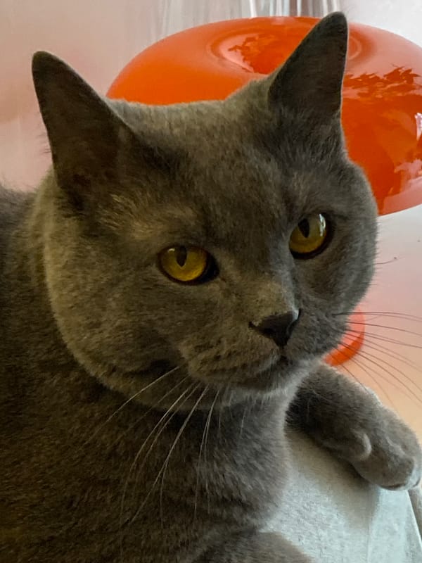 Gray cat photographed lying on back in Votkinsk, Russia