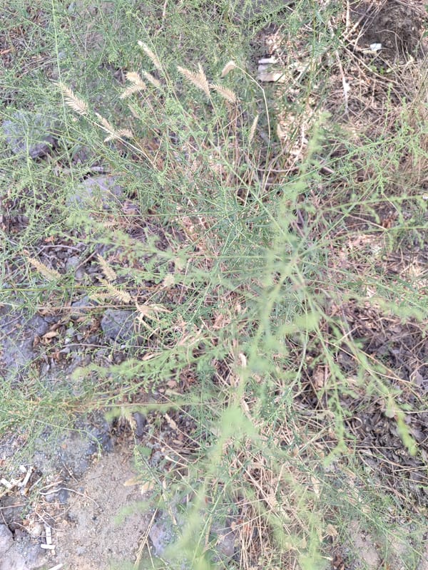 Dry grass and green leaves in Pavlodar summer scrubland