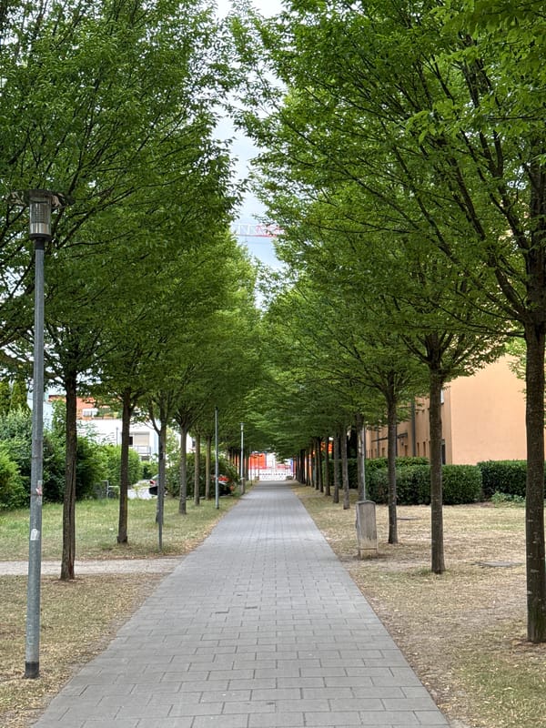 Shaded paved avenue with rows of trees, Regensburg