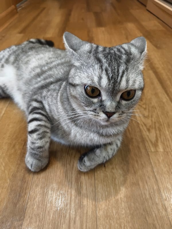 Gray tabby cat hangout, car selfies, and casual indoor moments.