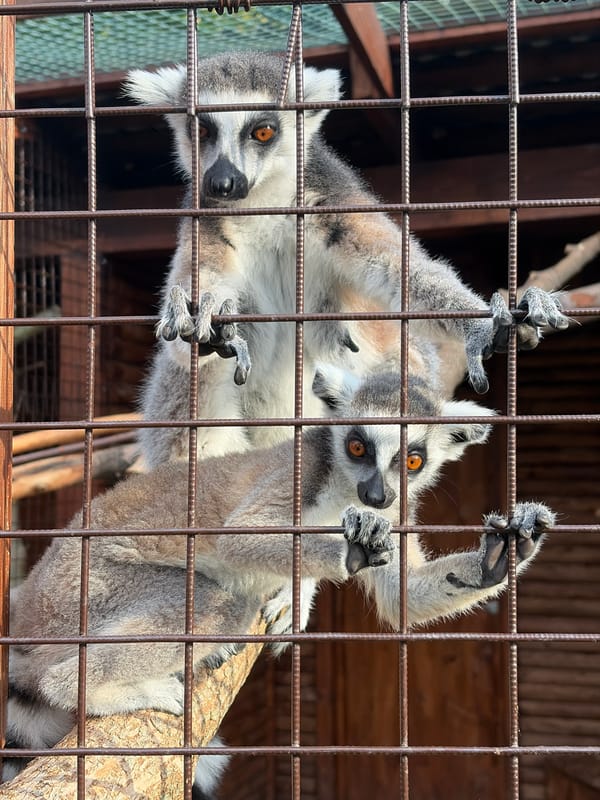 Ring-tailed lemurs and other animals at Izhevsk Zoo