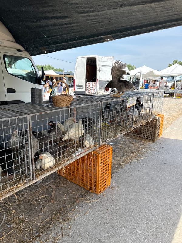 Live animals, plants, and produce at a Setúbal outdoor market