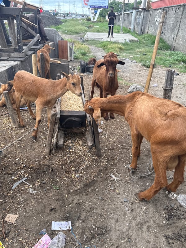 Goats feed from grain trough in Lekki, Nigeria