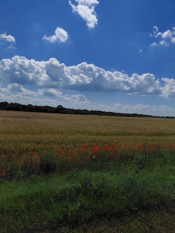 Summer farmland roads and crops outside Hoholeve, Ukraine