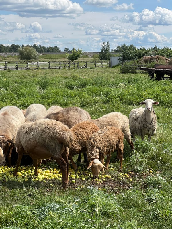 Sheep grazing on fallen apples in a Pivkino field
