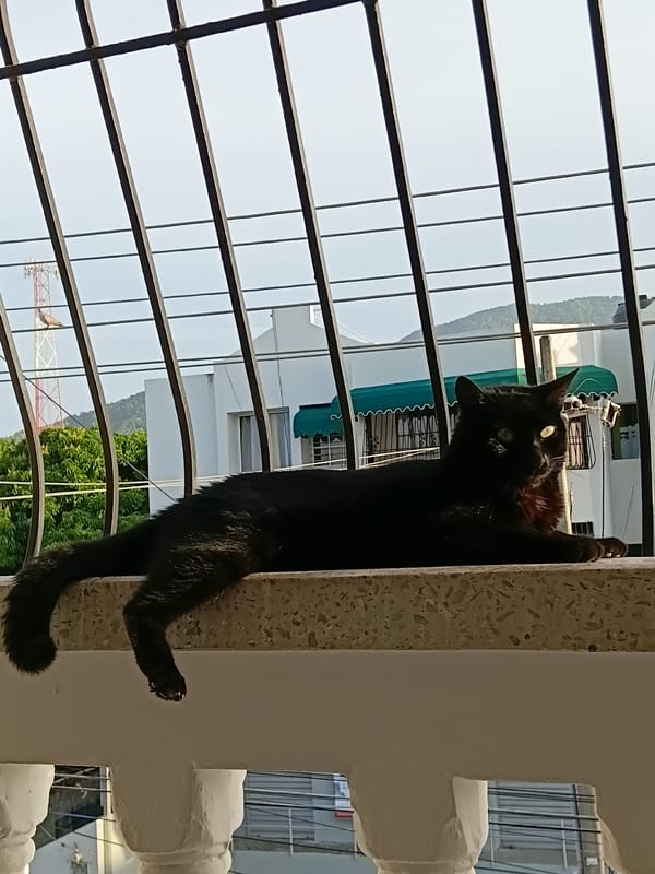 Laid-back evening scene in Puerto Plata — cat, beer, streets