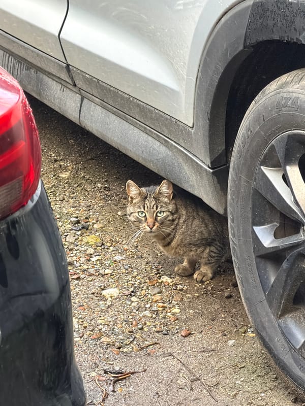 Cat rests under car tire in Sofia parking area