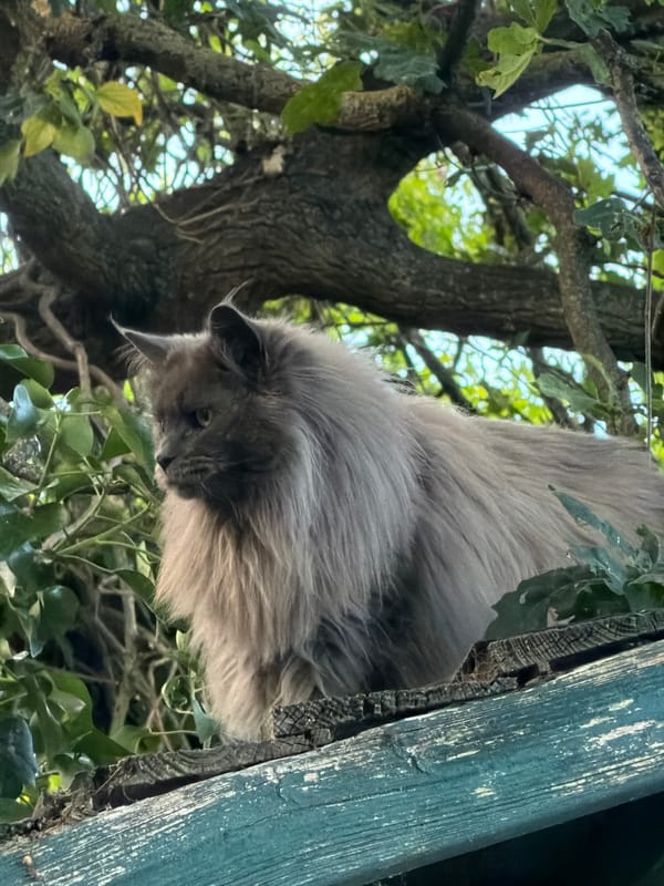 Maine Coon cats lounging around Kenningtons gardens and yards