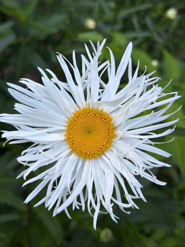 Macro details of flowers, bark, and plants in Vilnius
