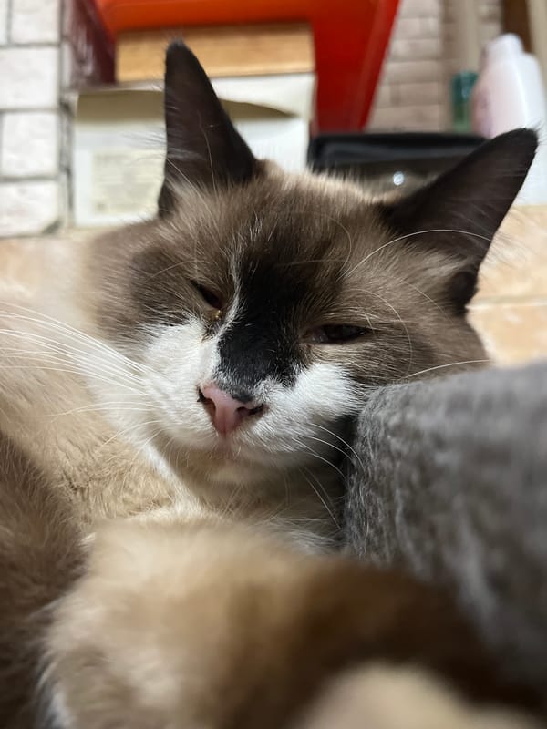 Cat rests peacefully in grey bed during afternoon nap