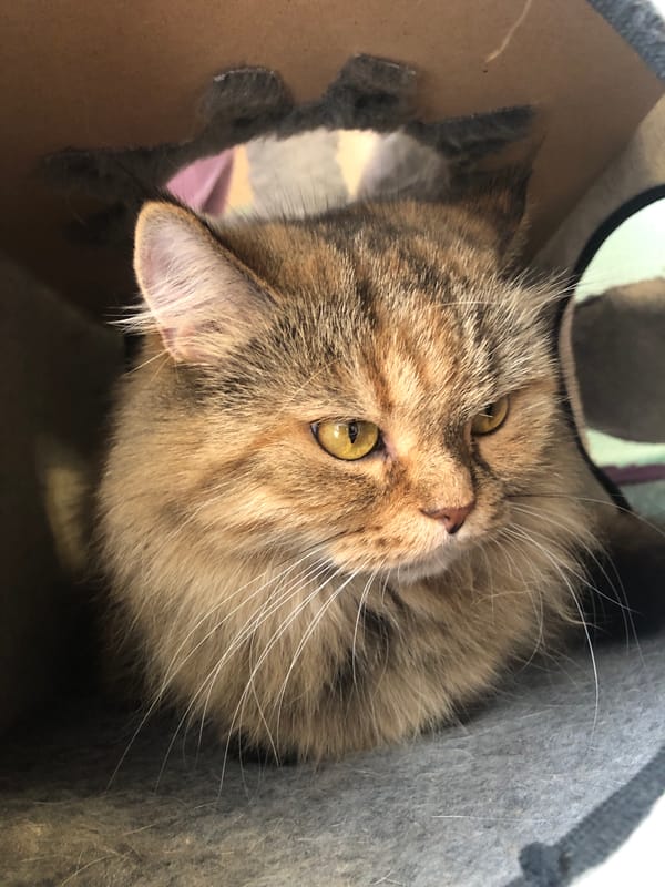 Multiple cats chilling, grooming, and hiding out at home