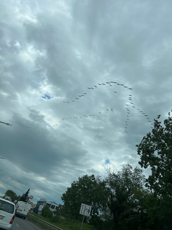 Birds fly in formation over Burgas, Bulgaria