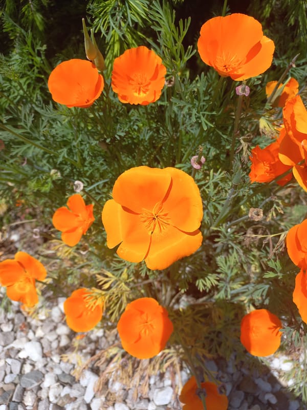 Spring garden blooms and cats observed in Sochi