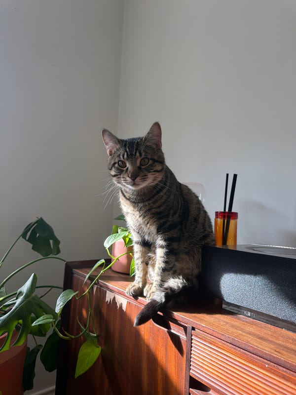 Tabby cat photographed resting beside potted plant in Kent
