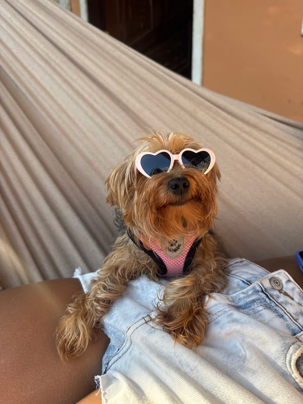 Small dog spotted wearing pink accessories in Cabo Frio