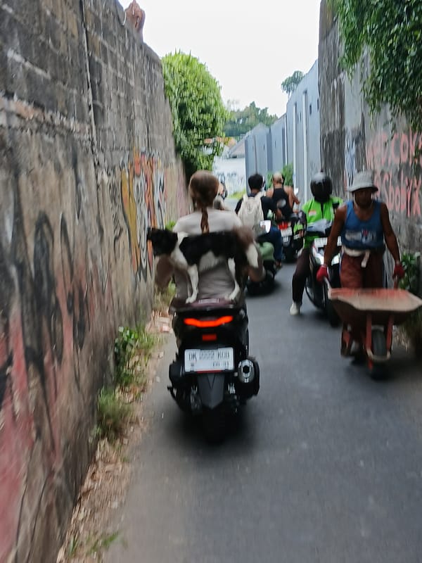 Dog rides shotgun on a scooter through North Kuta streets