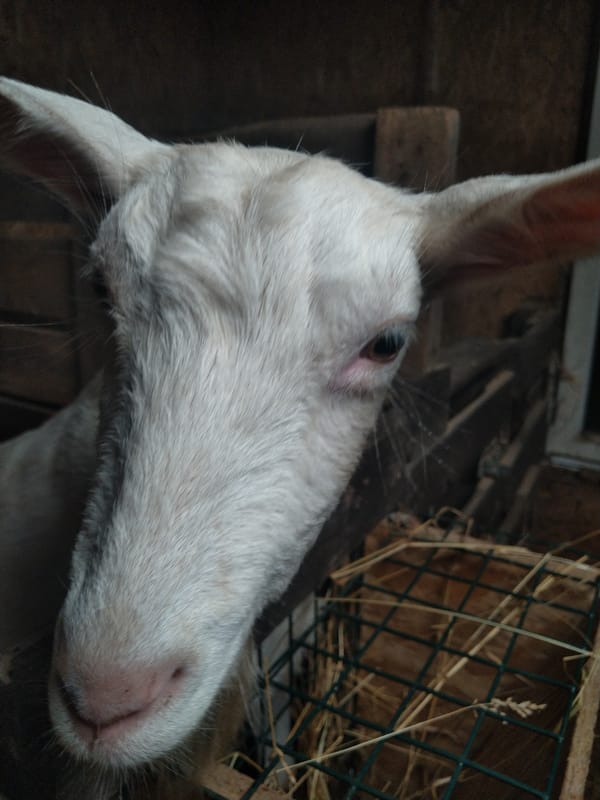 Up close with goats and a sheep in a barn setting