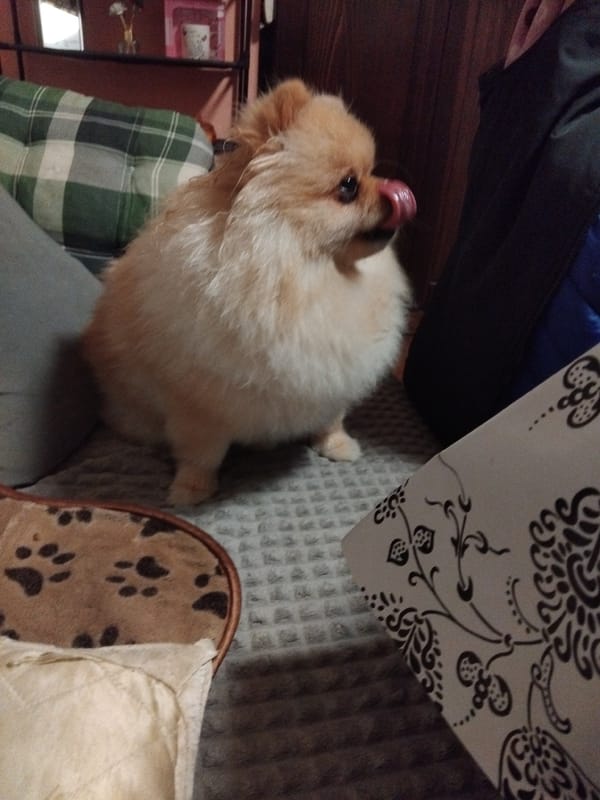 Pomeranian dog spends quiet evening at home in Bulgarian town