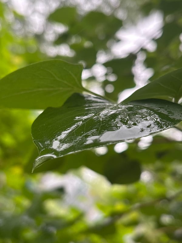 Morning rain documented through water drops and shelter-seeking