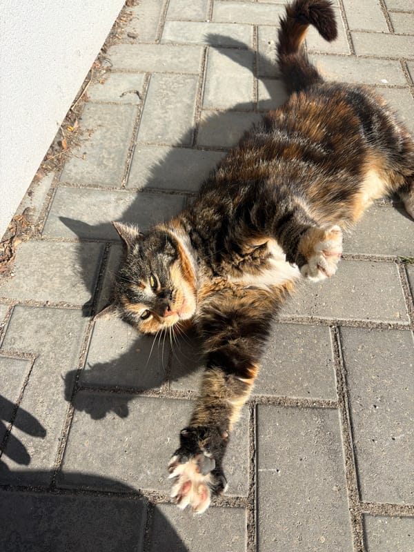 Cat enjoys morning attention from passerby in Riga