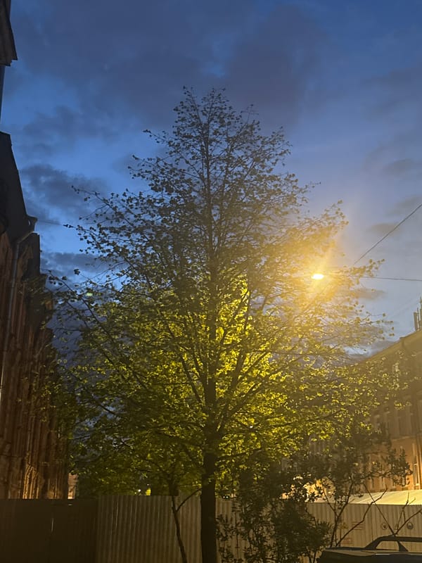 Nighttime tree illumination captured in Saint Petersburg