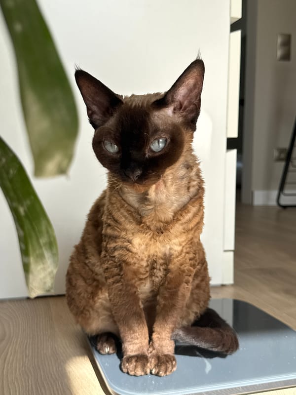 Devon Rex cat on a home scale in Carnikava