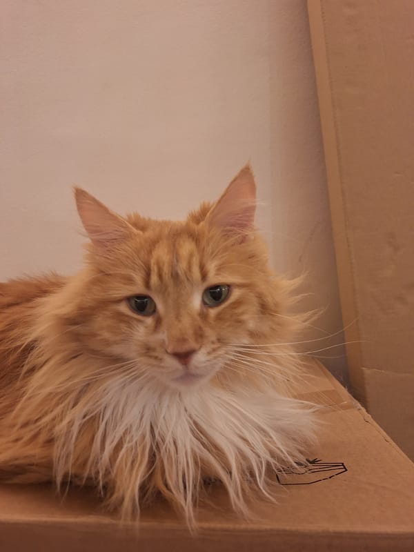 Orange cat photographed with cardboard box in Varna